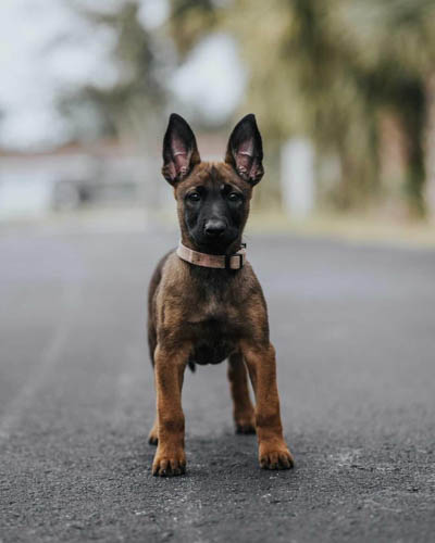 belgian-malinois-vs-german-shepherd