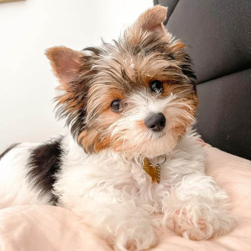 biewer-terrier-dog-breed-8