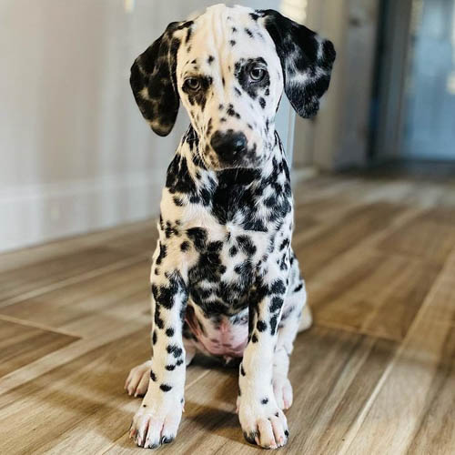 dalmatian-dog-breed-10