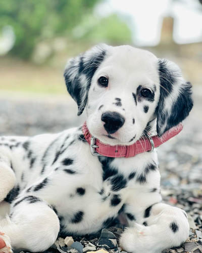 dalmatian-dog-breed-12