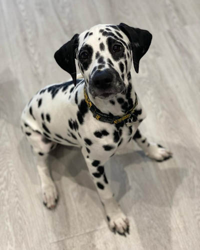 dalmatian-dog-breed-2