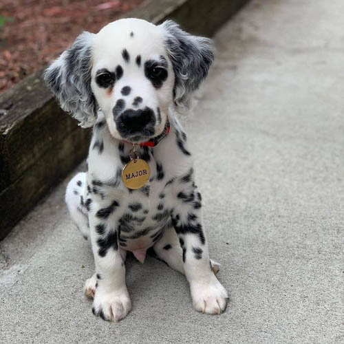 dalmatian-dog-breed-4