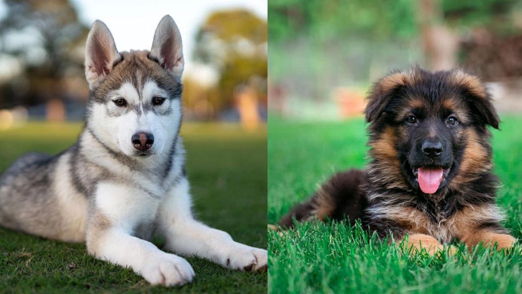 german-shepherd-vs-siberian-husky