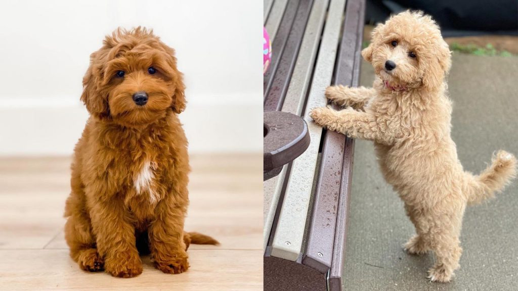 labradoodle-vs-goldendoodle-comparison