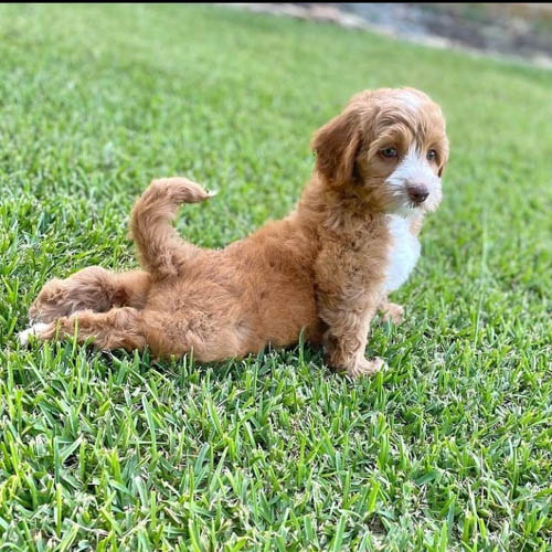 labradoodle-vs-goldendoodle-comparison-2