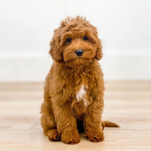 labradoodle-vs-goldendoodle-comparison-4