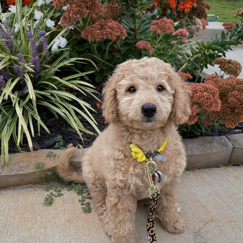 labradoodle-vs-goldendoodle-comparison-5