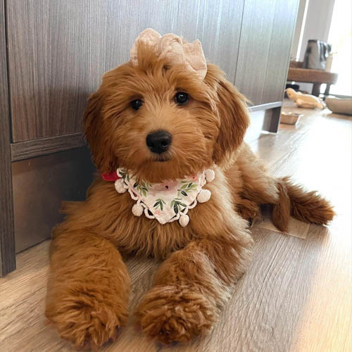 labradoodle-vs-goldendoodle-comparison-6