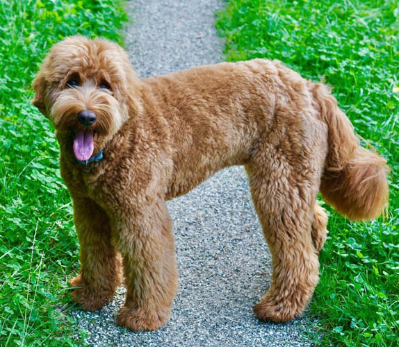 labradoodle-vs-goldendoodle-comparison