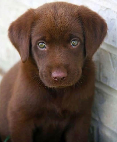 labrador-retriever-dog-breed-3