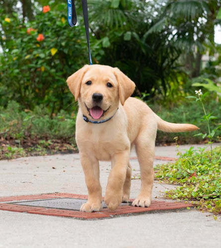 labrador-retriever-dog-breed-8