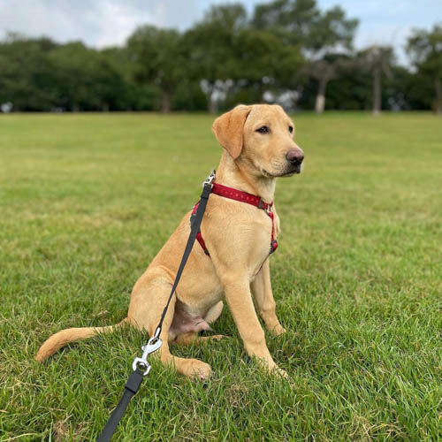 labrador-retriever-dog-breed