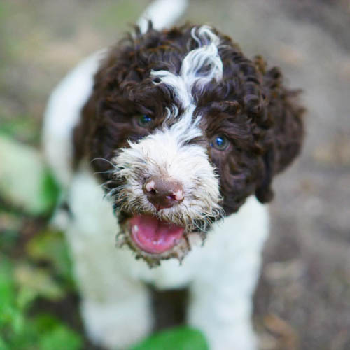 lagotto-romagnolo-dog-breed-10