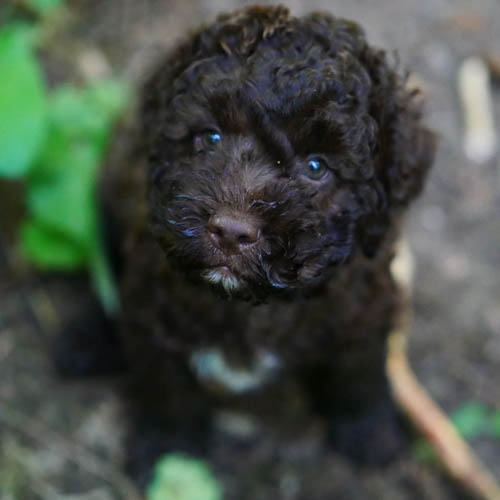 lagotto-romagnolo-dog-breed-11