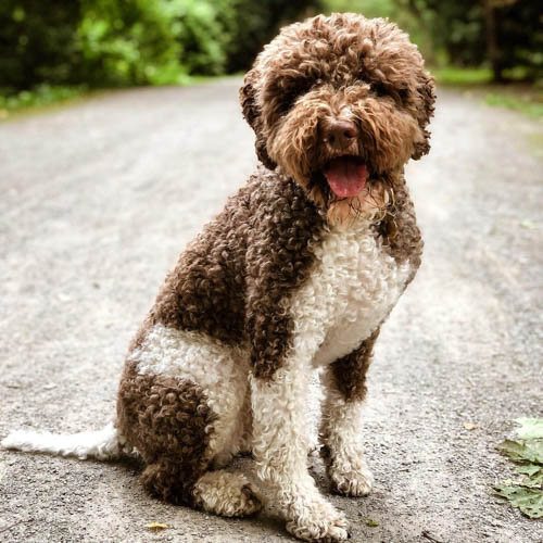 lagotto-romagnolo-dog-breed-2