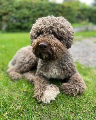 lagotto-romagnolo-dog-breed-3