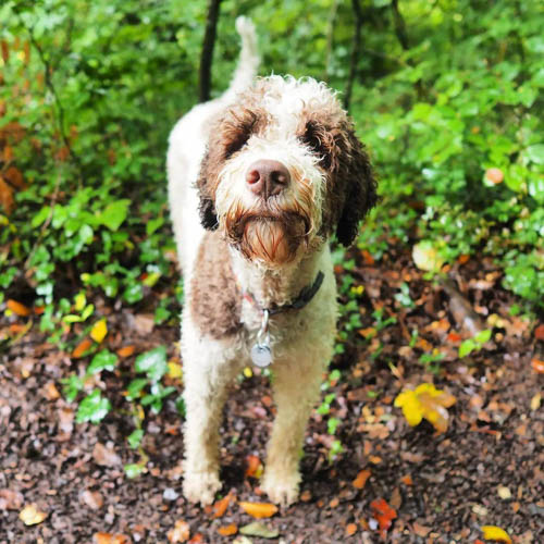 lagotto-romagnolo-dog-breed-4