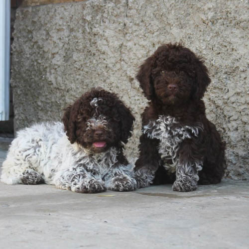 lagotto-romagnolo-dog-breed-5