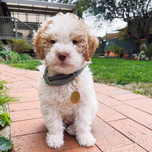 lagotto-romagnolo-dog-breed-6