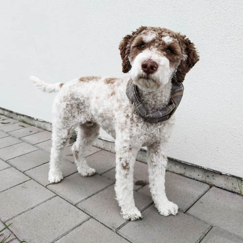 lagotto-romagnolo-dog-breed-7