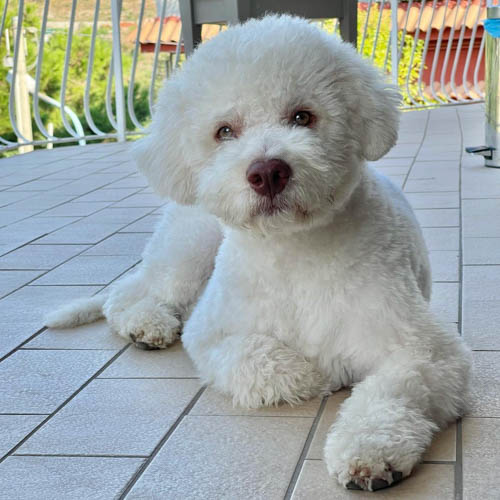 lagotto-romagnolo-dog-breed-8