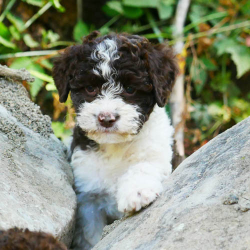 lagotto-romagnolo-dog-breed-9