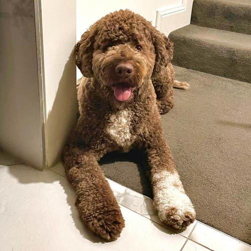 lagotto-romagnolo-dog-breed