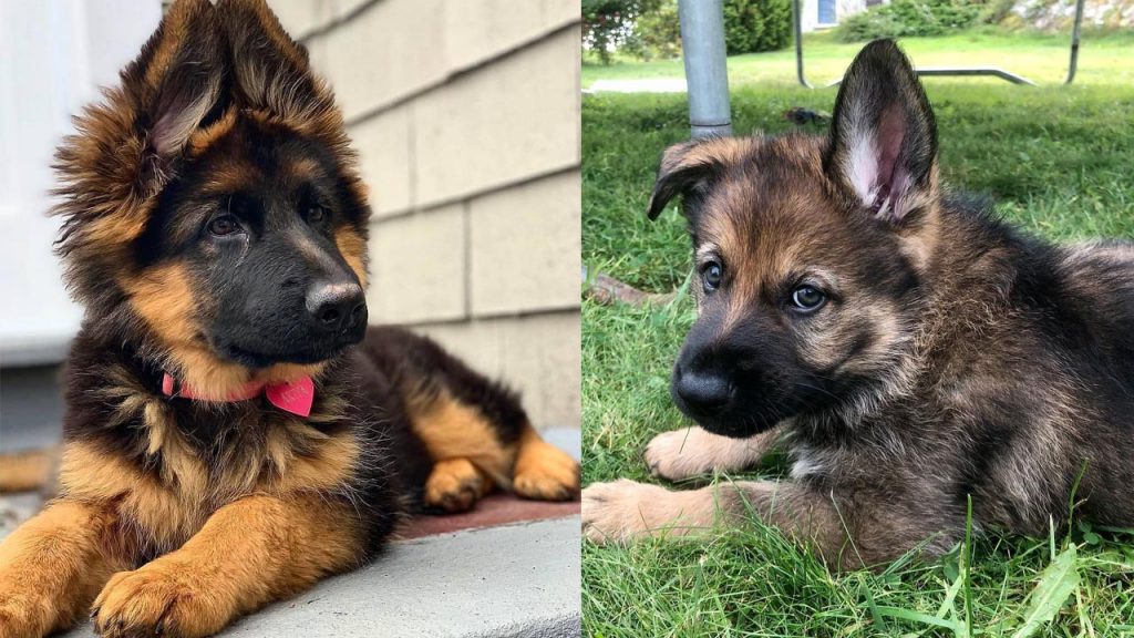 long-haired-german-shepherd-vs-short-haired