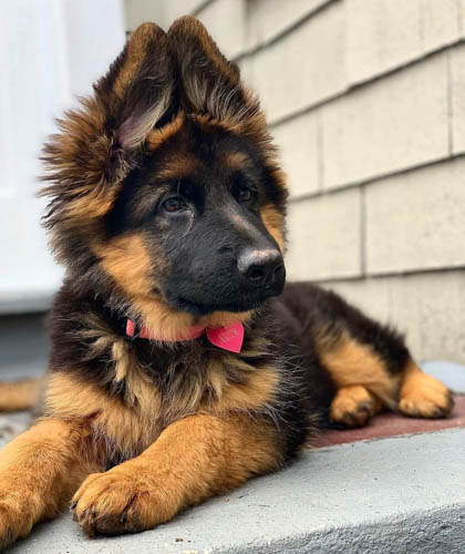 long-haired-german-shepherd-vs-short-haired-8