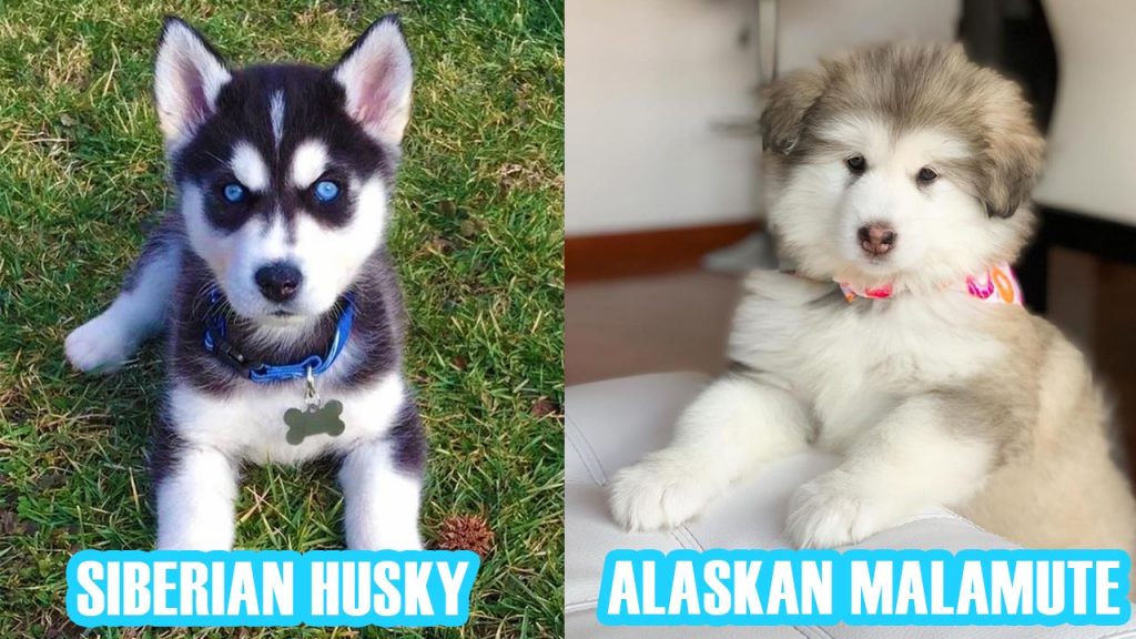 malamute-vs-husky-comparison