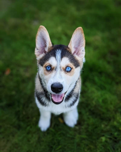 malamute-vs-husky-comparison-10