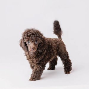 poodle-vs-goldendoodle-4