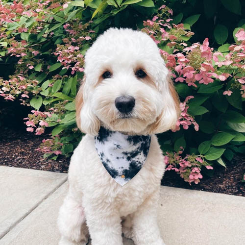 poodle-vs-goldendoodle-5