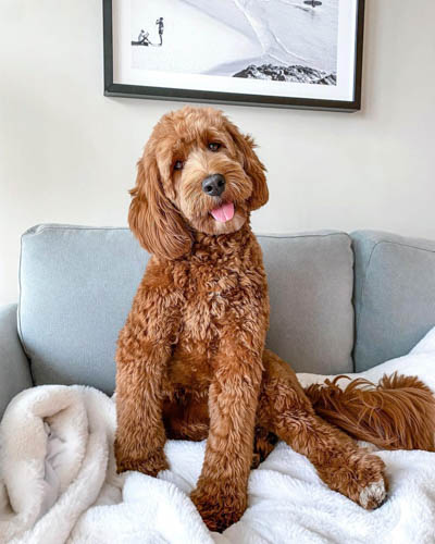 poodle-vs-goldendoodle-8