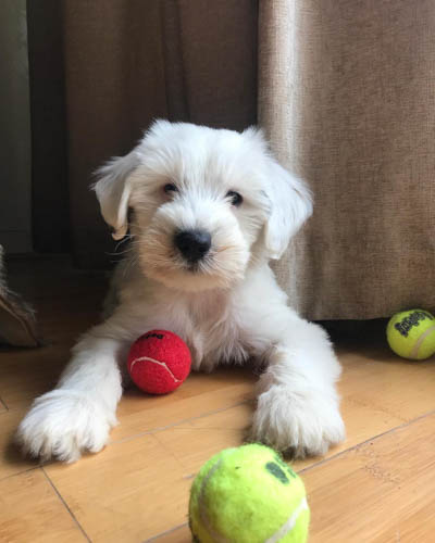 tibetan-terrier-dog-breed-10