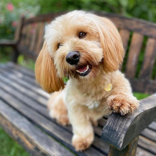 tibetan-terrier-dog-breed-11