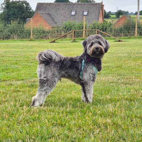 tibetan-terrier-dog-breed-4