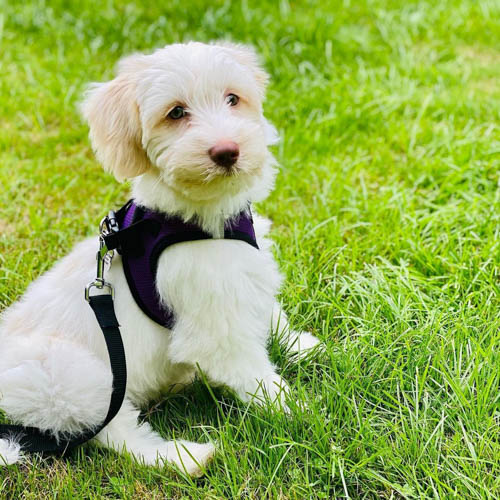 tibetan-terrier-dog-breed-6