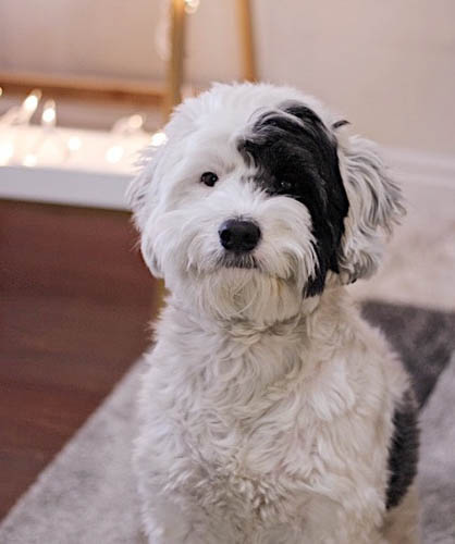 tibetan-terrier-dog-breed-8