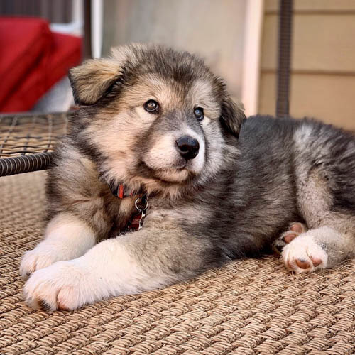 alaskan-malamute-colors-agouti-black