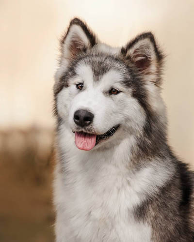 alaskan-malamute-colors-black-white