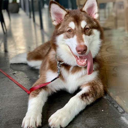 alaskan-malamute-colors-red-white