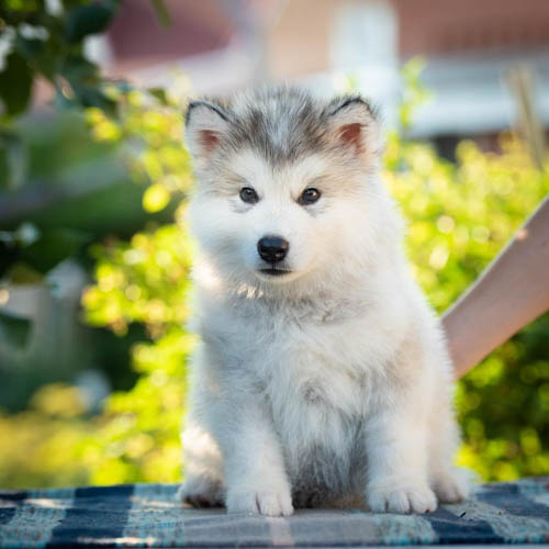 alaskan-malamute-colors-seal-and-white