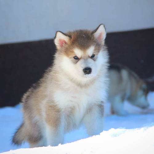 alaskan-malamute-colors-silver-and-white