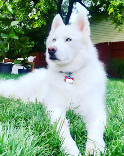 alaskan-malamute-colors-white