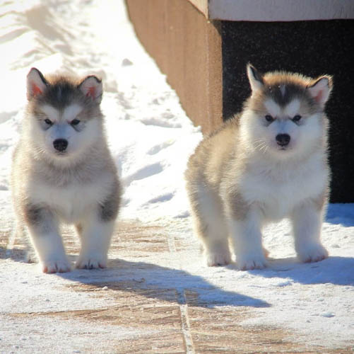 alaskan-malamute-colors