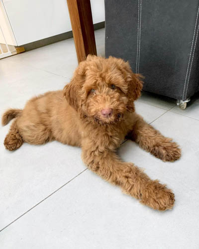 australian-labradoodle-dog-breed-10