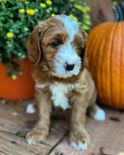 australian-labradoodle-dog-breed-3