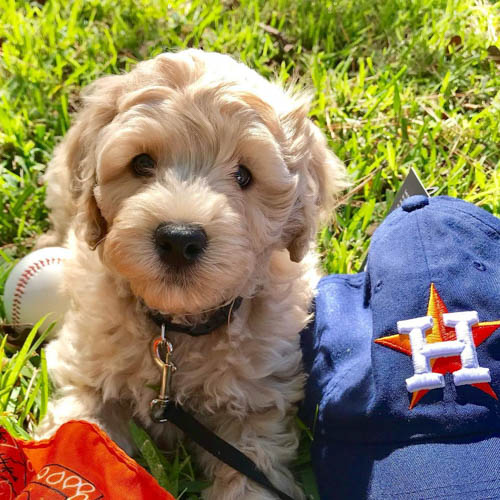 australian-labradoodle-dog-breed-4