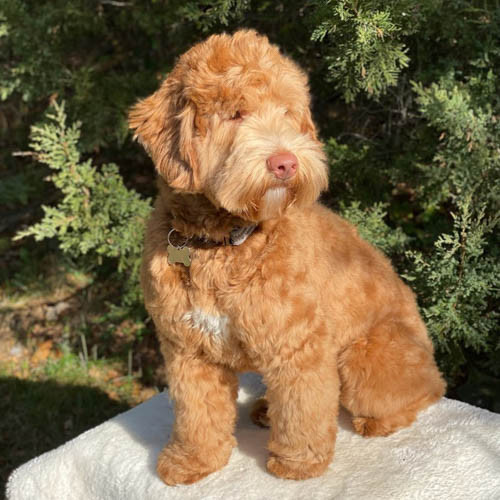 australian-labradoodle-dog-breed-8